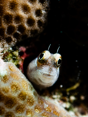 Alloblennius pictus observed 2026-08-09