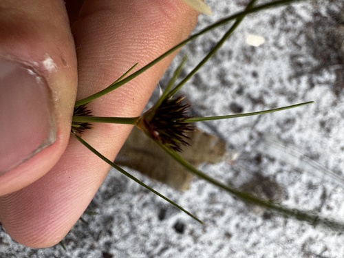 Schoenus curvifolius, 2026-08-12