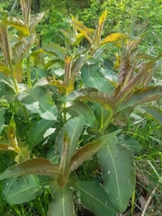 Triosteum perfoliatum