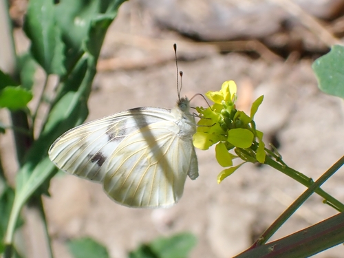 iNaturalist observation photo of Checkered White