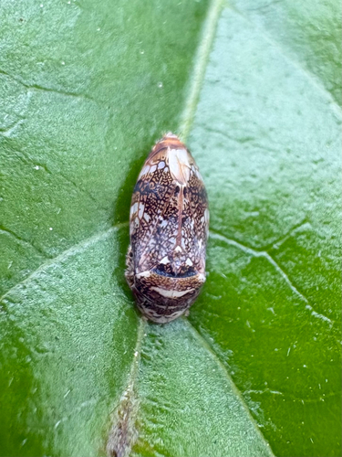Neovulturnus vultuosus observed 2026-08-12