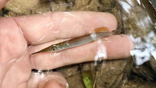 Forest halfbeak (Hemirhamphodon pogonognathus) — Zenarchopteridae — 2