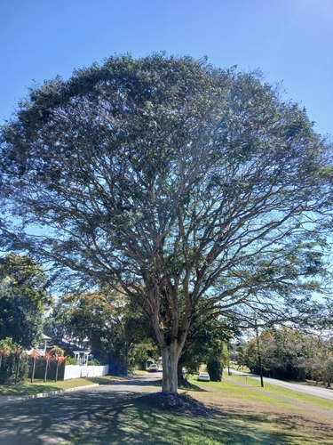 Brazilian ironwood