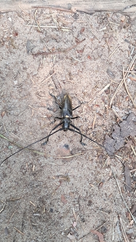 Carpenter Sawyer Beetle