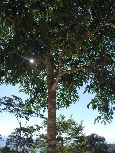 Casimiroa tetrameria, photograph 6