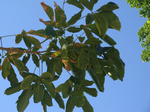 Casimiroa tetrameria, photograph 5