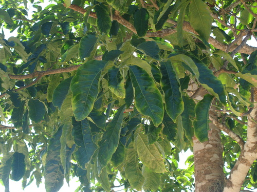Casimiroa tetrameria, photograph 2