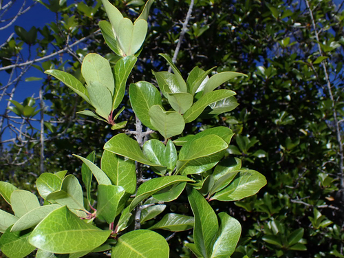 Myrsine lanaiensis observed 2026-08-11
