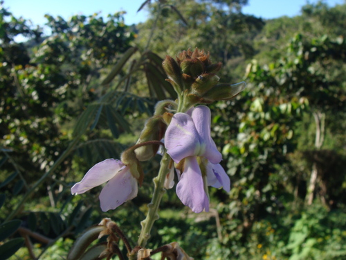 Tephrosia vogelii, photograph 1