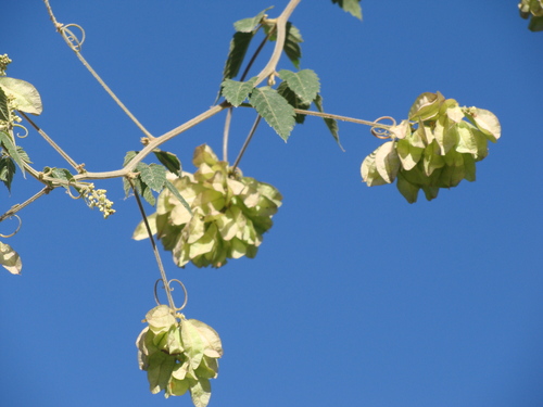 Urvillea ulmacea, photograph 2