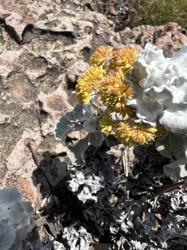Eriogonum crocatum, photograph 4