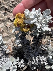 Eriogonum crocatum, photograph author not stated, no rights reserved