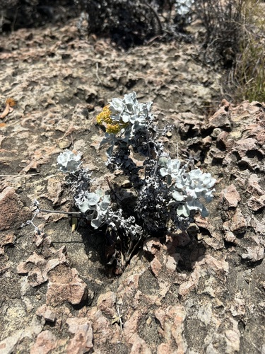 Eriogonum crocatum, photograph 2
