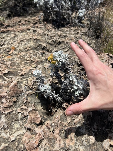 Eriogonum crocatum