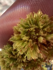 Eriogonum crocatum, photograph author not stated, no rights reserved
