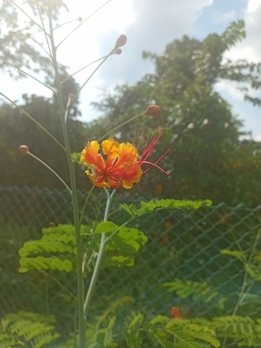 peacock flower