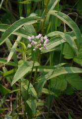 Allium angulosum, photograph (c) Oleg Kosterin, some rights reserved (CC BY)