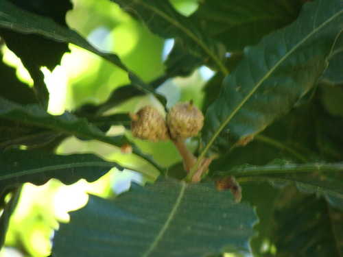 Quercus skinneri, photograph 2