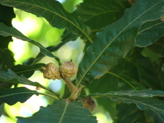 Quercus skinneri, photograph (c) Alexis López Hernández, some rights reserved (CC BY)