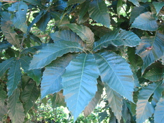 Quercus skinneri, photograph (c) Alexis López Hernández, some rights reserved (CC BY)