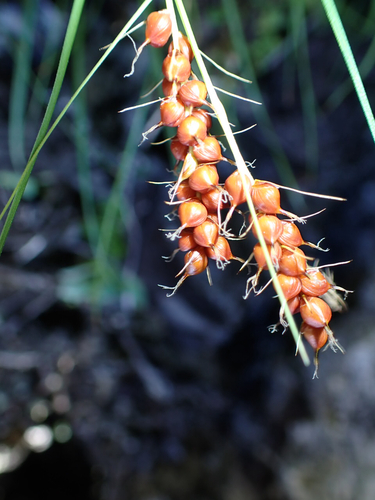 Carex wahuensis observed 2026-08-11