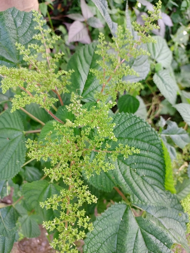 West Indian woodnettle