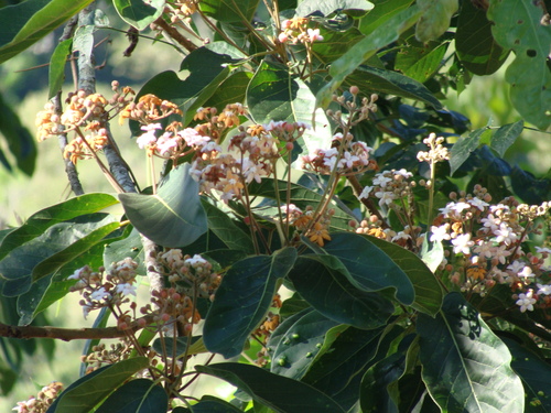 Ocotea sinuata, photograph 6