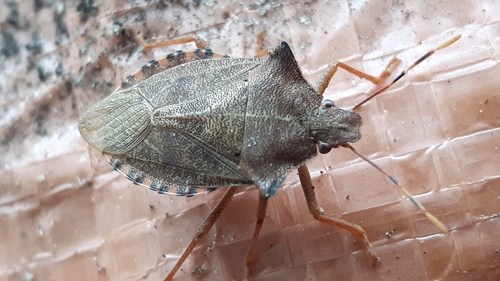 Dock Leaf Bug, Nijeholtwolde, Dorp, 8488 GM Nijeholtwolde, Nederland, photo 9 of 10