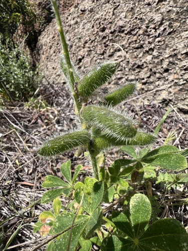 Lupinus hirsutissimus, photograph 2