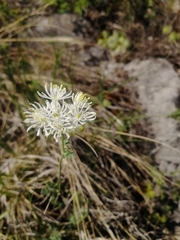 Thalictrum petaloideum