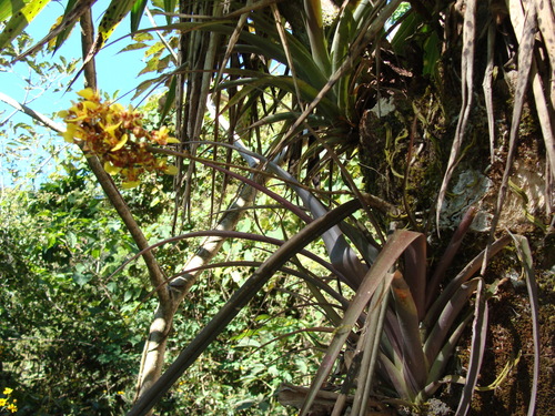 Trichocentrum ascendens, photograph 1