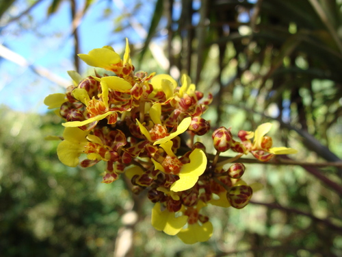 Trichocentrum ascendens, photograph 2