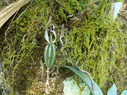 Stanhopea saccata, photograph 1