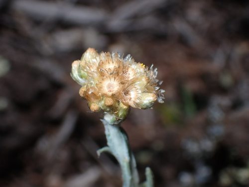 Pseudognaphalium sandwicensium observed 2026-08-11