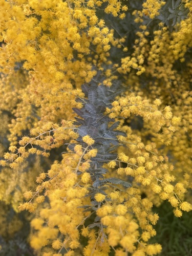 Cootamundra wattle