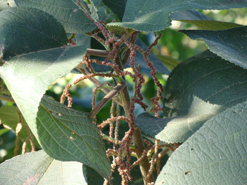 Myriocarpa longipes