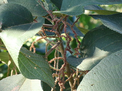 Myriocarpa longipes