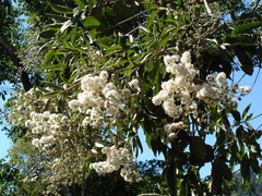 Cordia alliodora