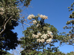 Cordia alliodora, photograph (c) Alexis López Hernández, some rights reserved (CC BY)