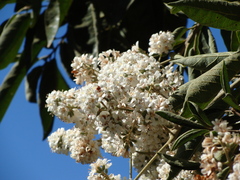 Cordia alliodora, photograph (c) Alexis López Hernández, some rights reserved (CC BY)