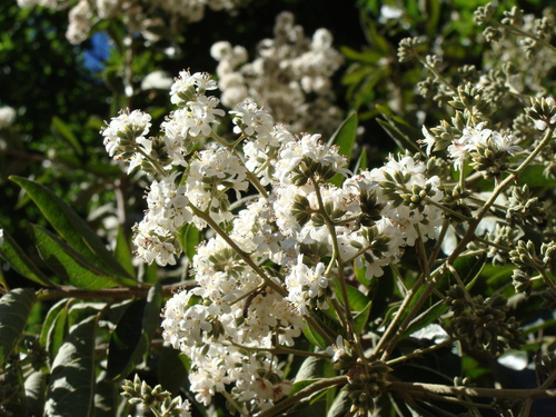Cordia alliodora, photograph 4