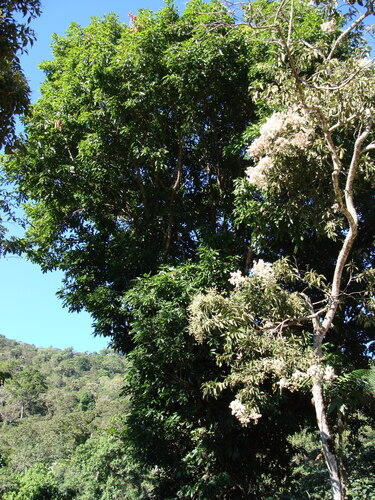 Cordia alliodora, photograph 5