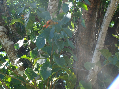 Juanulloa mexicana, photograph 2