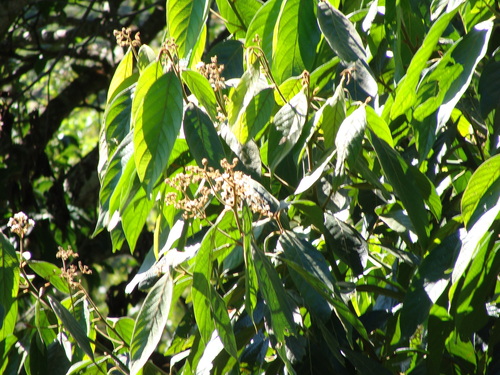 Ocotea sinuata