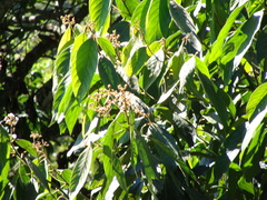 Ocotea sinuata