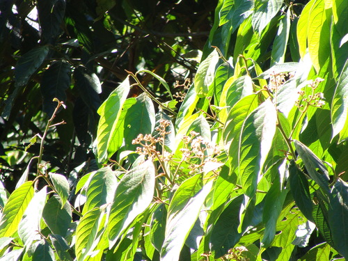 Ocotea sinuata, photograph 1