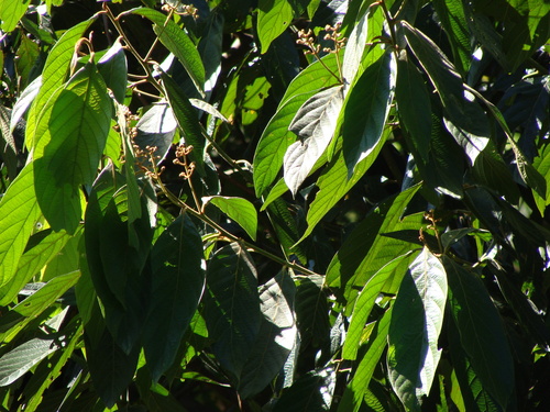 Ocotea sinuata, photograph 4