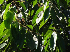 Ocotea sinuata, photograph (c) Alexis López Hernández, some rights reserved (CC BY)