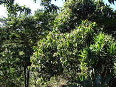 Ocotea sinuata, photograph (c) Alexis López Hernández, some rights reserved (CC BY)