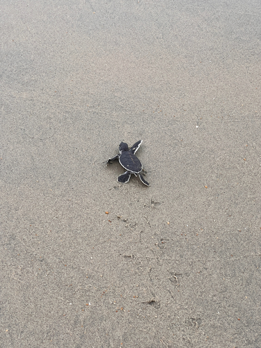 Green Sea Turtle